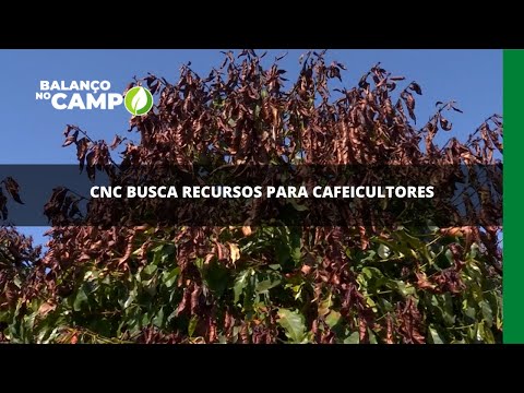 CNC busca recursos para cafeicultores