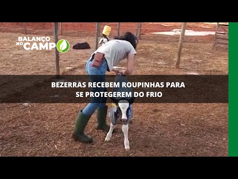 Bezerras recebem roupinhas para se protegerem do frio