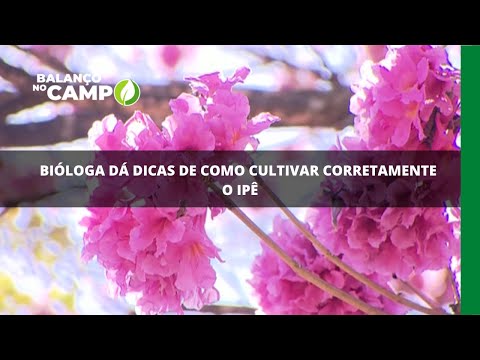 Bióloga dá dicas de como cultivar corretamente o Ipê