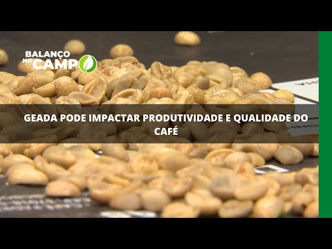 Geada pode impactar produtividade e qualidade do café