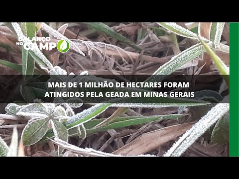 Mais de 1 milhão de hectares foram atingidos pela geada em Minas Gerais