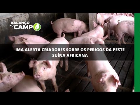 IMA alerta criadores sobre os perigos da peste suína africana