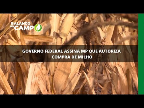 Governo Federal assina MP que autoriza compra de milho