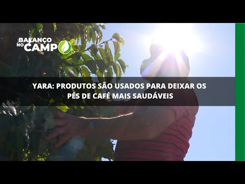 Yara: produtos são usados para deixar os pés de café mais saudáveis