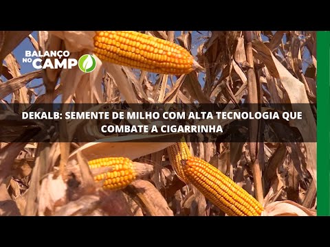 Dekalb: semente de milho com alta tecnologia que combate a cigarrinha