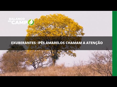 Exuberantes Ipês amarelos chamam a atenção