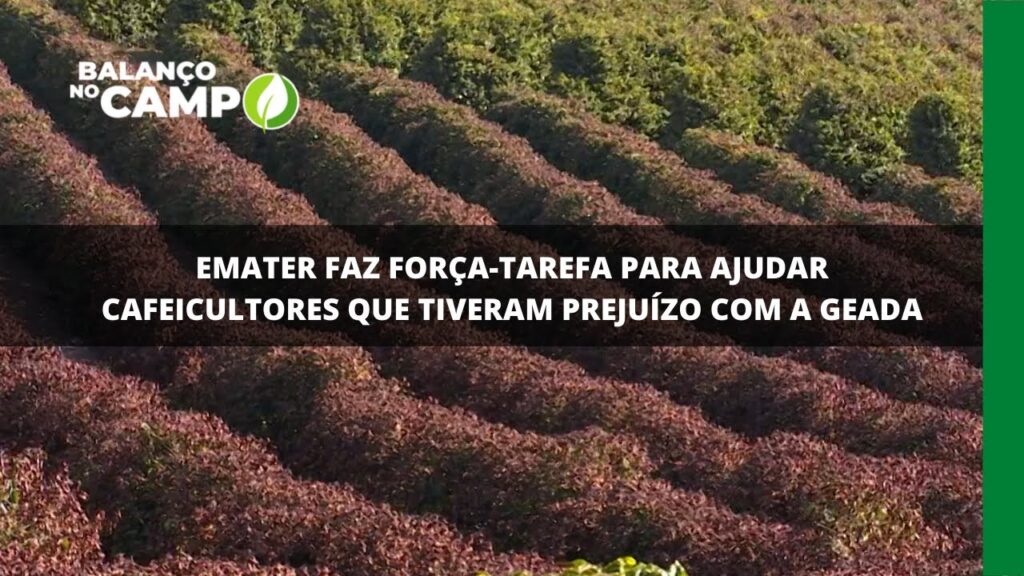 Emater faz força tarefa para ajudar cafeicultores que tiveram prejuízo com a geada