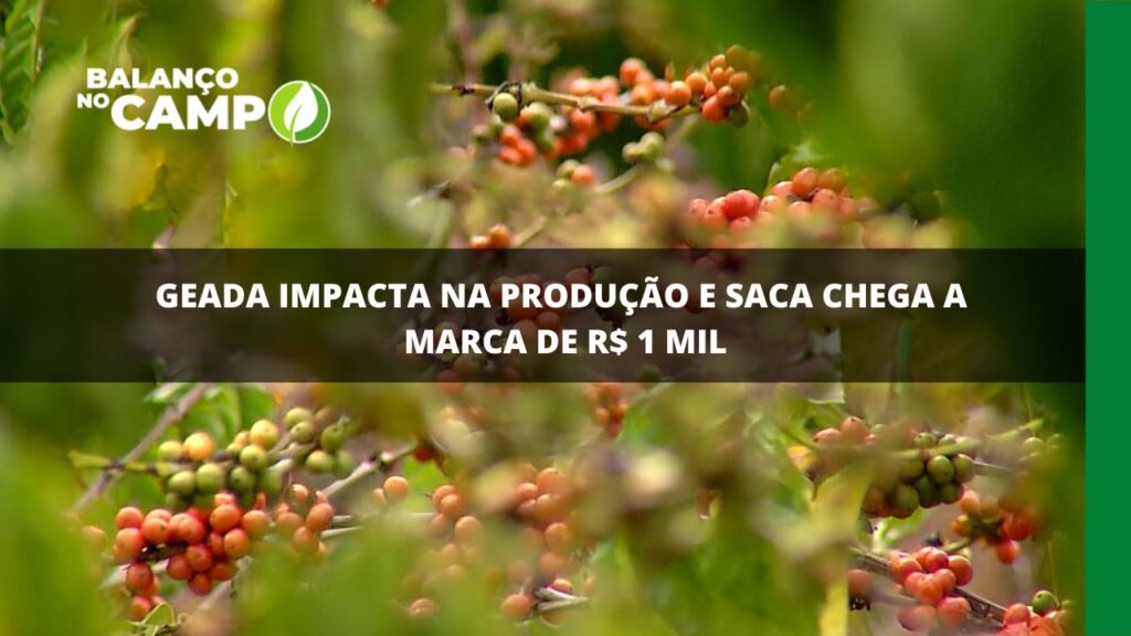 Geada impacta na produção e saca chega a marca de R$ 1 mil