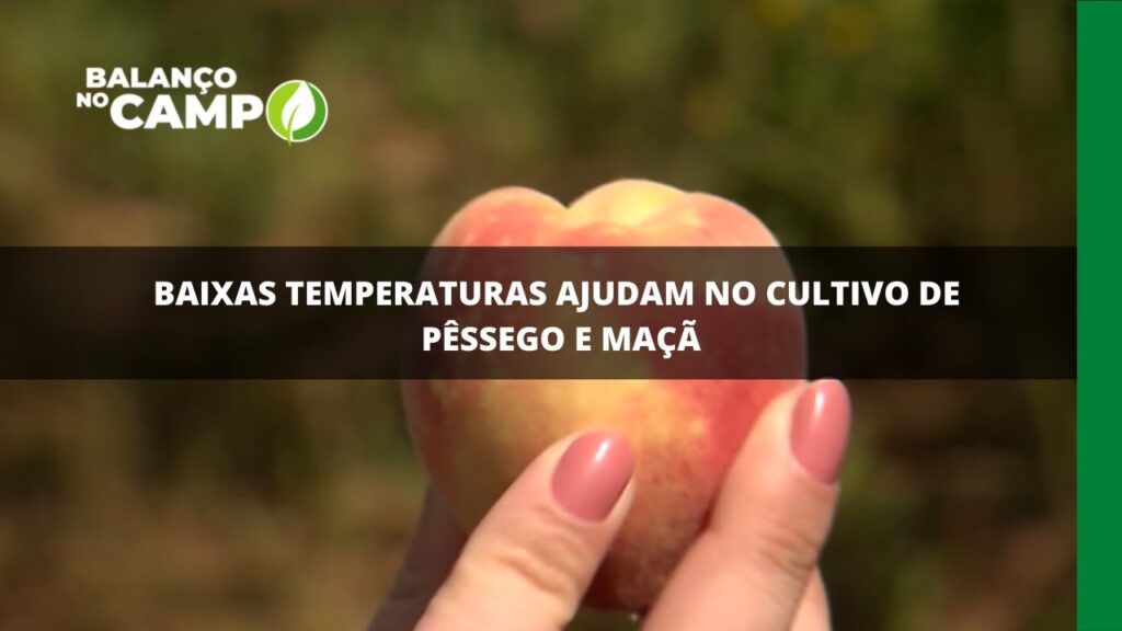 Baixas temperaturas ajudam no cultivo de pêssego e maçã