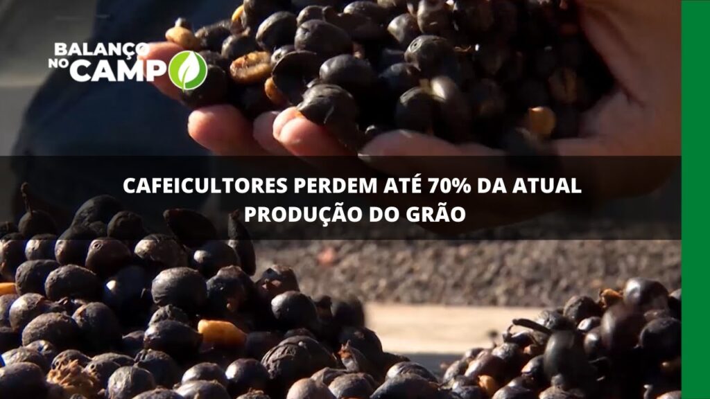 Cafeicultores perdem até 70% da atual produção do grão