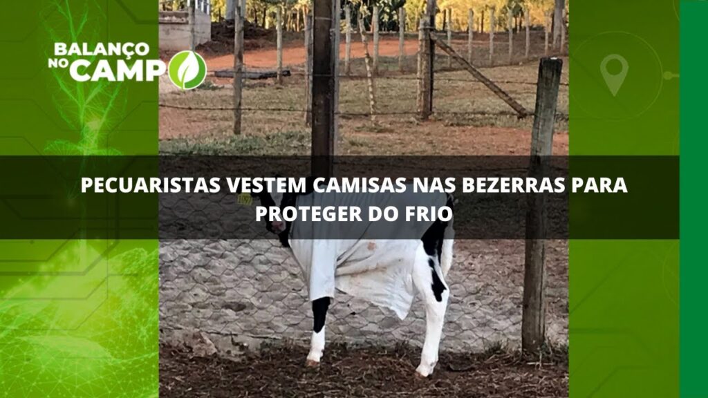 Pecuaristas vestem camisas nas bezerras para proteger do frio