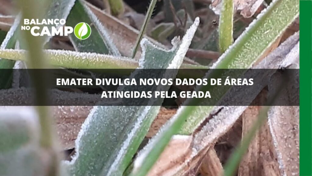 Emater divulga novos dados de áreas atingidas pela geada