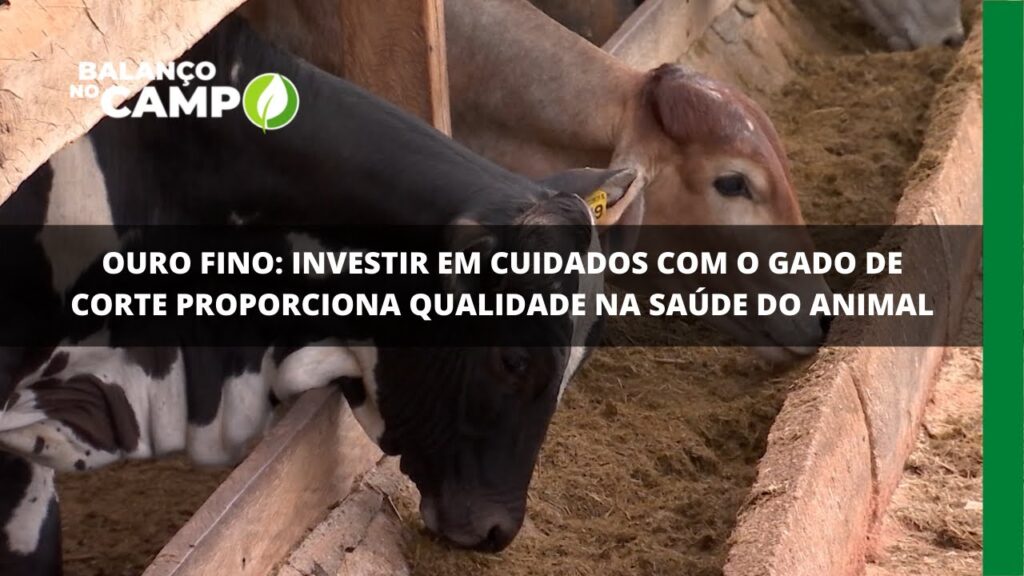 Ouro Fino: investir em cuidados com o gado de corte proporciona qualidade na saúde do animal