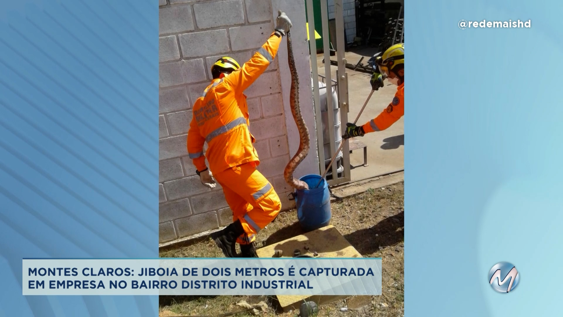 Jiboia é capturada em empresa no Distrito Industrial de Montes Claros