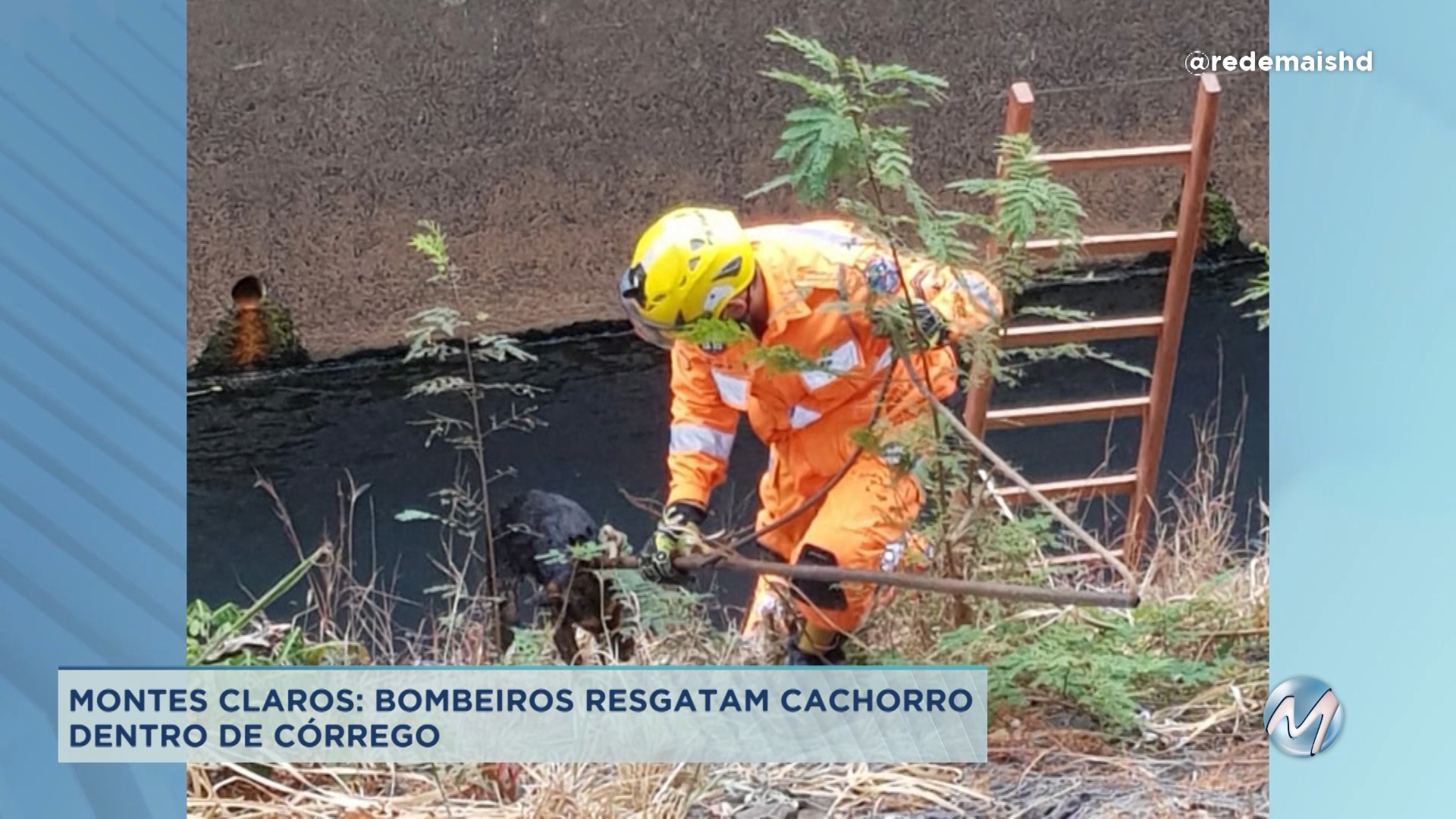 Montes Claros: bombeiros resgatam cachorro dentro de córrego