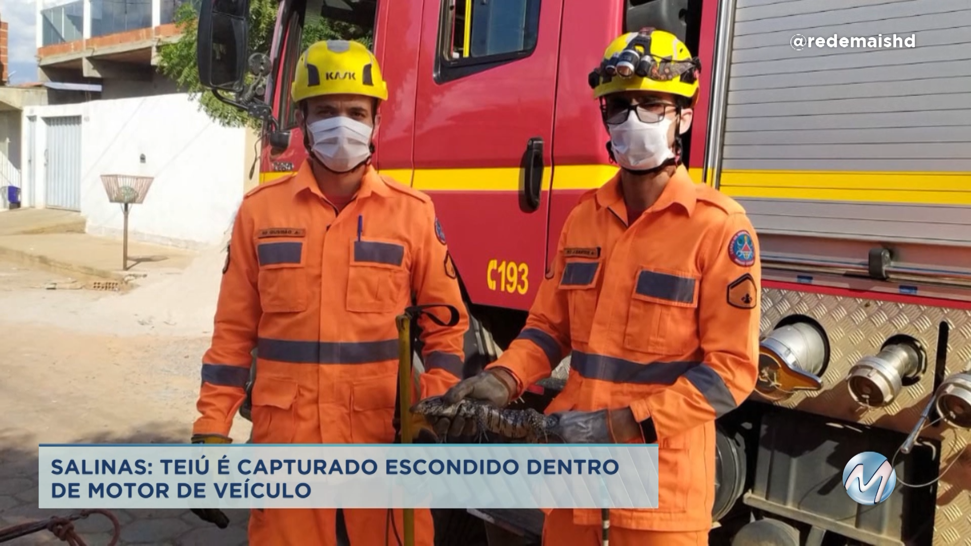 Salinas: teiú é capturado escondido dentro de motor de veículo