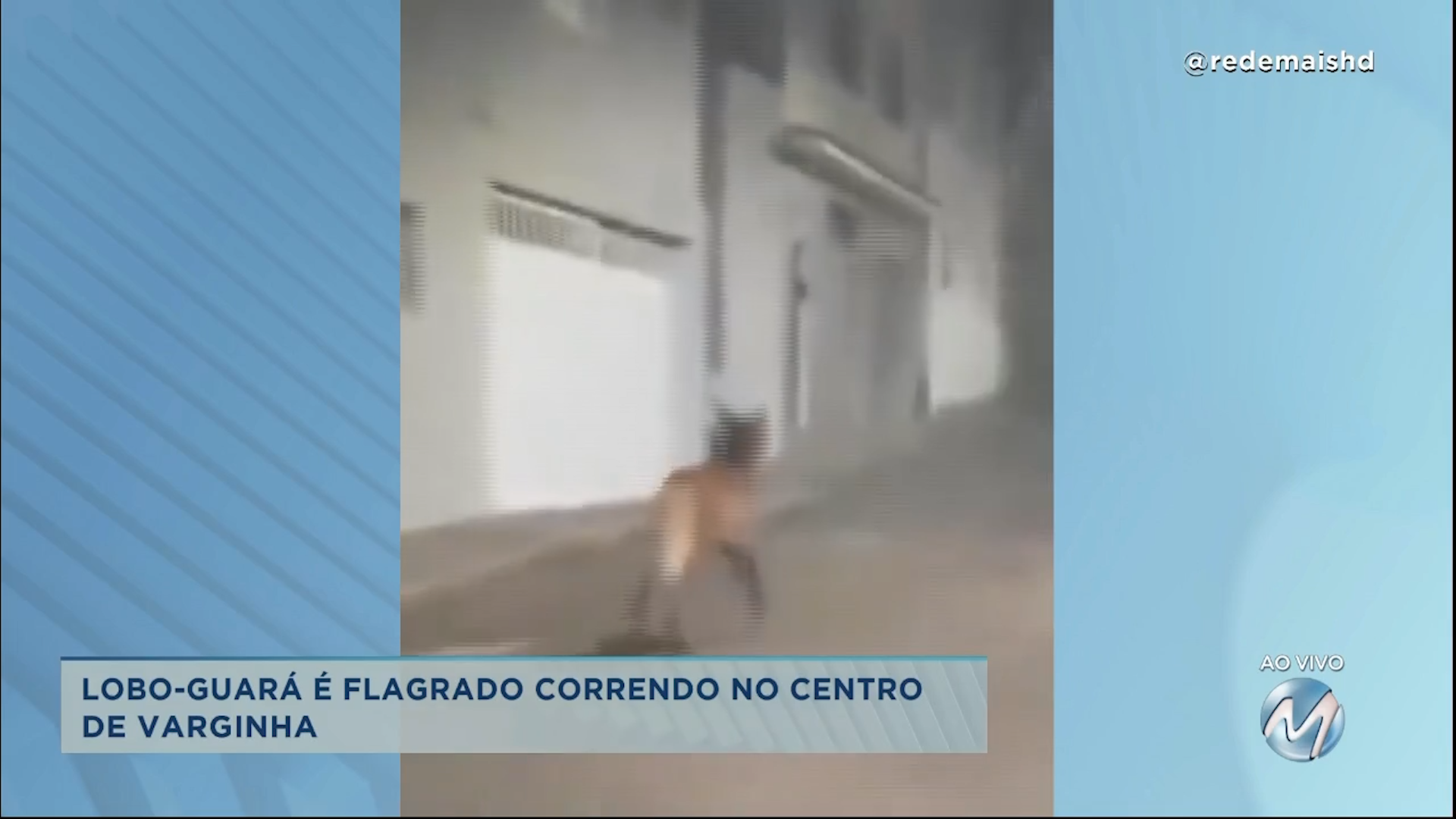 Lobo-guará é flagrado correndo no centro de Varginha