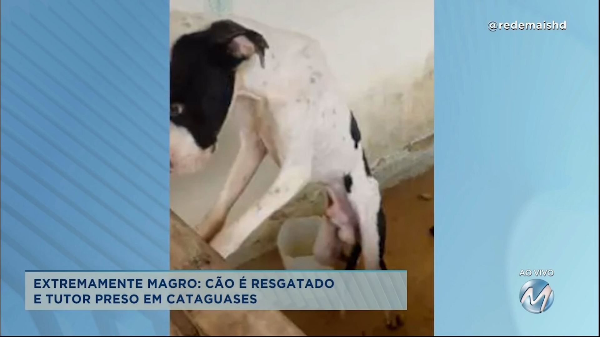 Extremamente magro: cão é resgatado e tutor preso em Cataguases