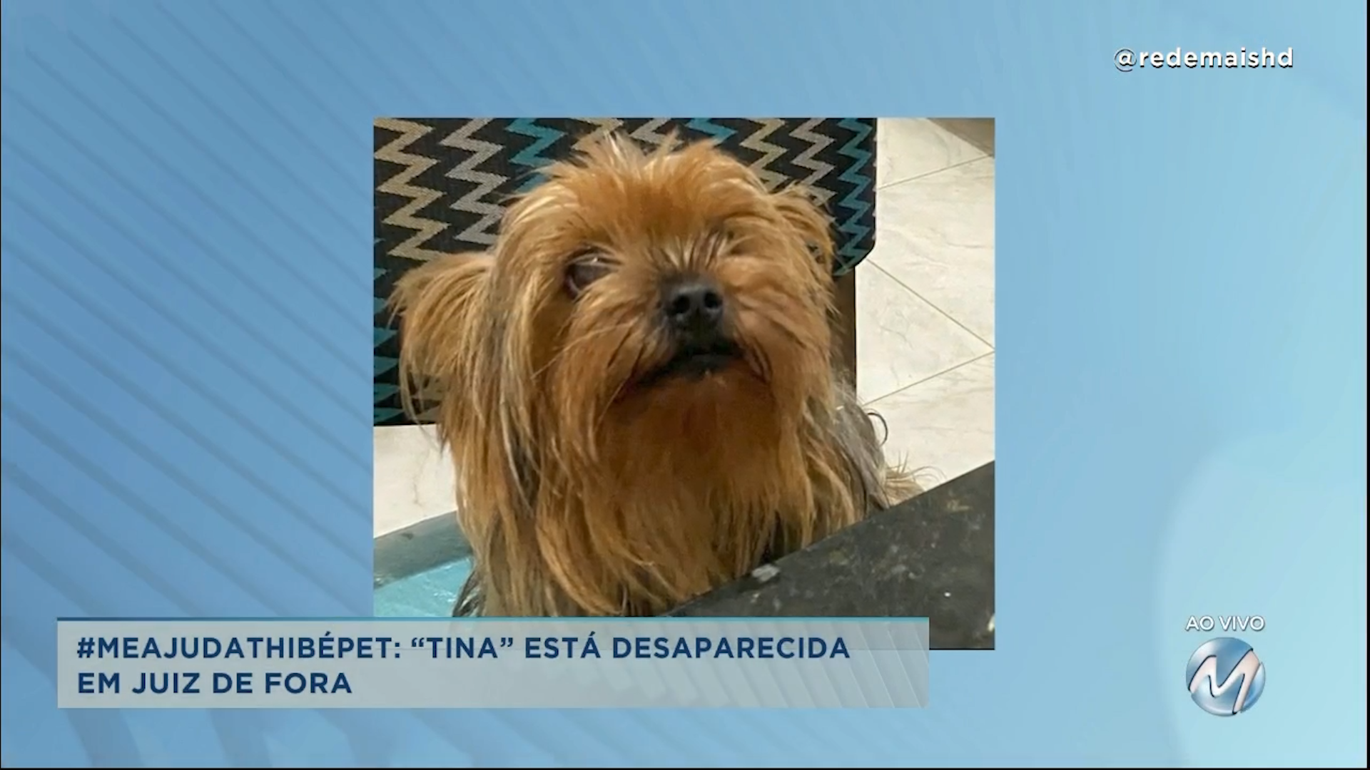 #meajudathibépet: “Tina” está desaparecida em Juiz de Fora