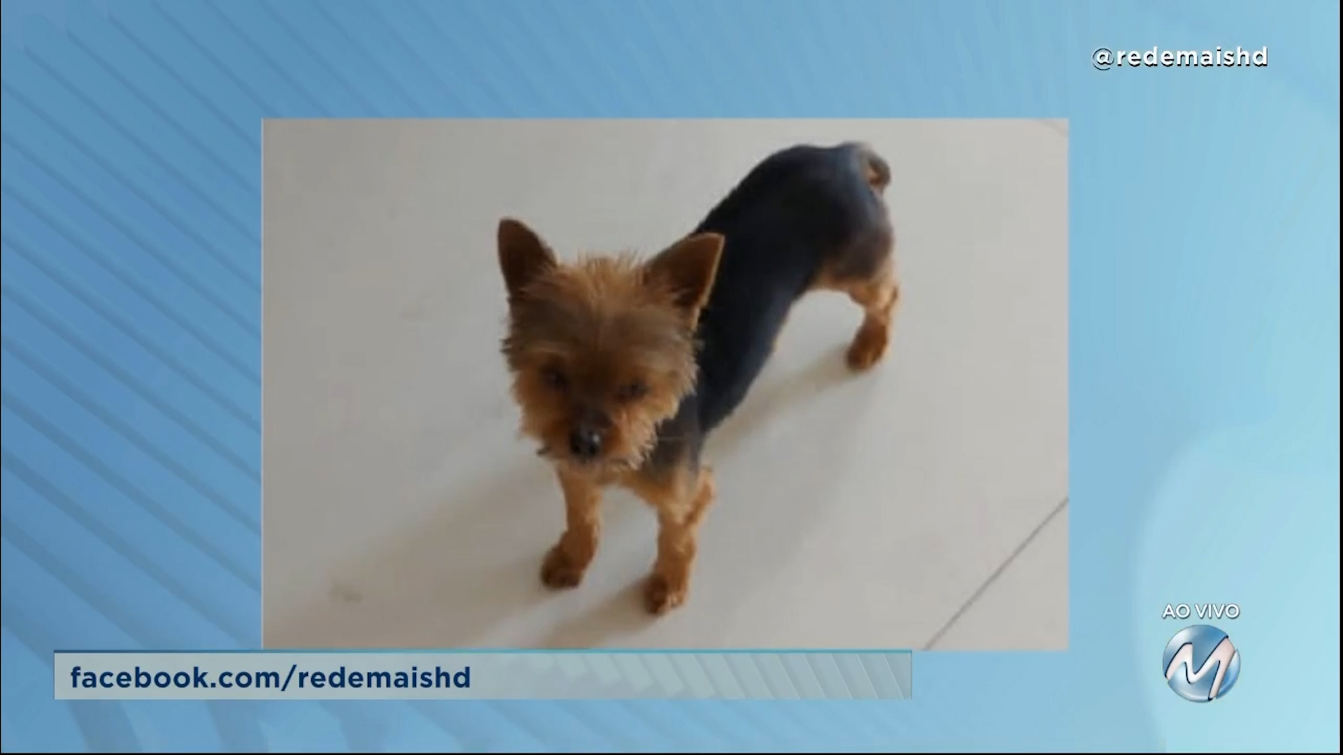 #meajudathibépet: “Belinha” está desaparecida em Lavras