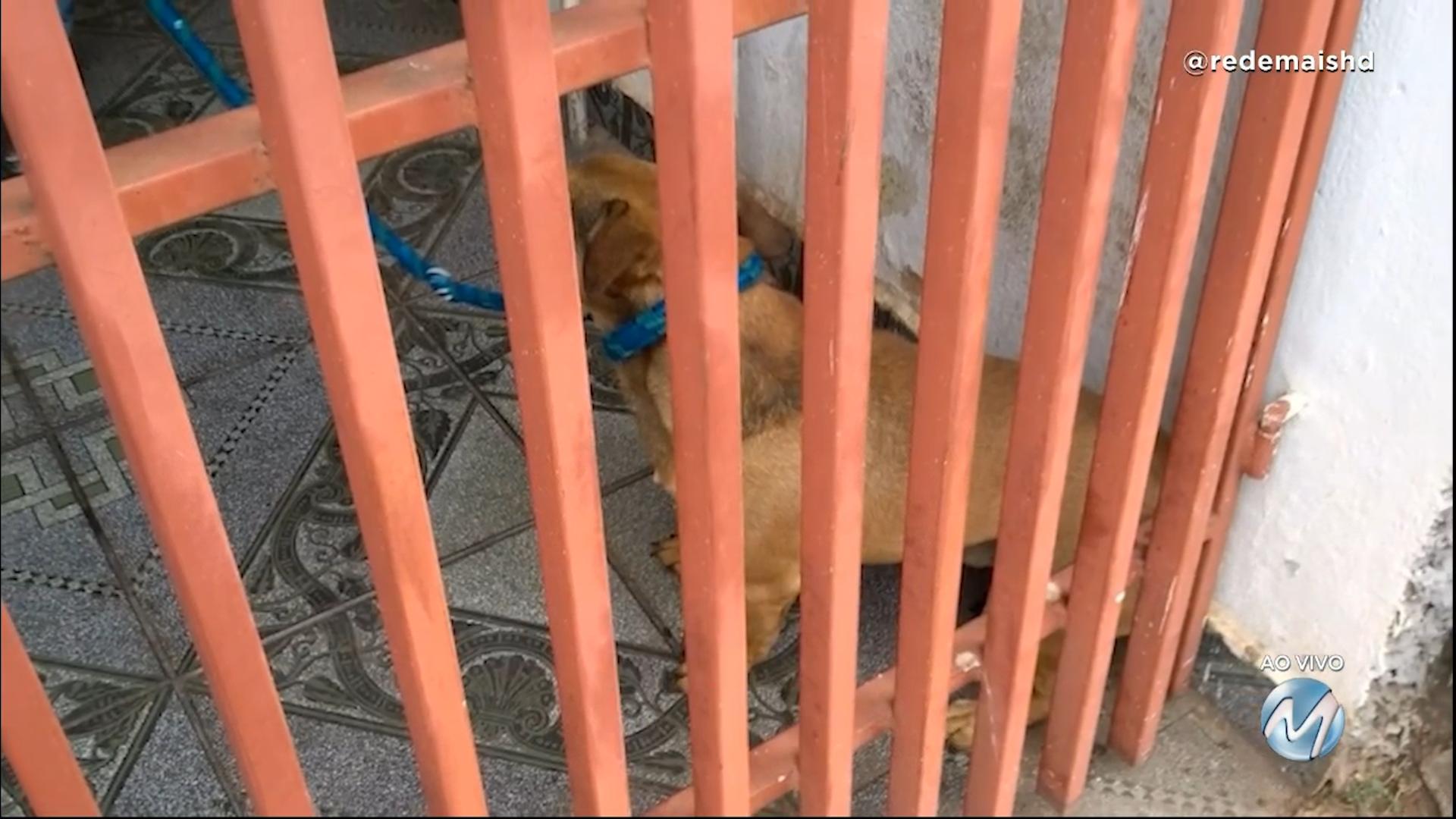 Suspeito mudou e abandonou cão: animal maltratado é resgatado em Alfenas