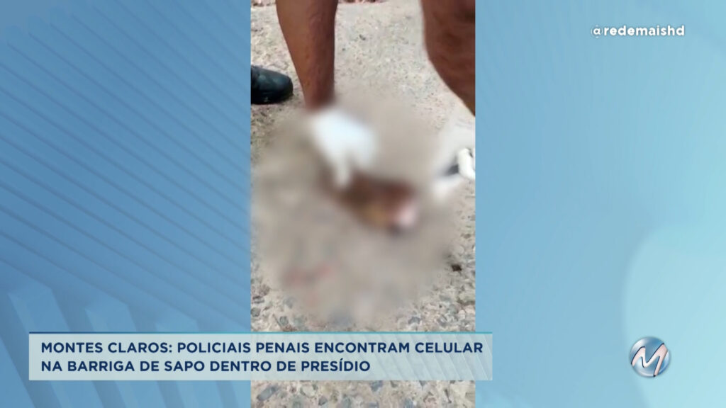 Policiais penais encontram celular dentro da barriga de sapo em presídio