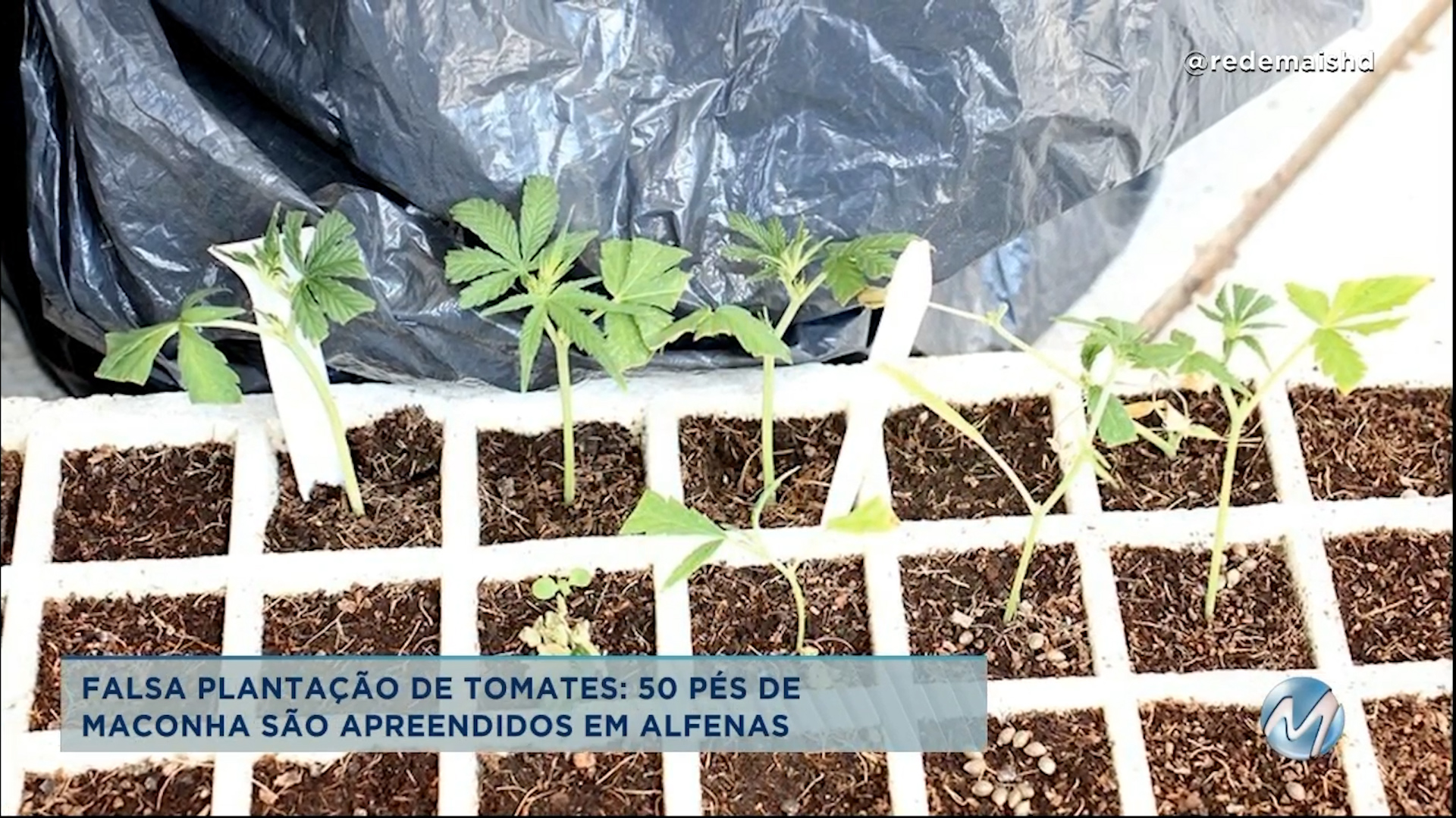 Falsa plantação de tomates: 50 pés de maconha são apreendidos em Alfenas