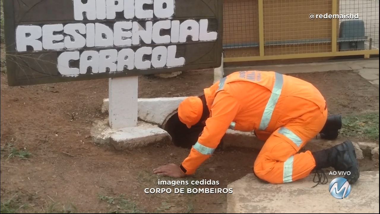 Juiz de Fora: cadela e filhotes são resgatados de manilha em condomínio