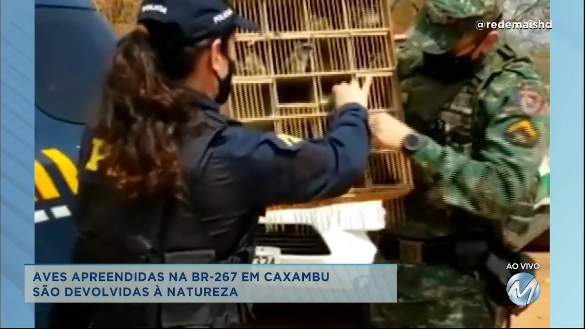 Aves apreendidas na BR-267 são devolvidas à natureza