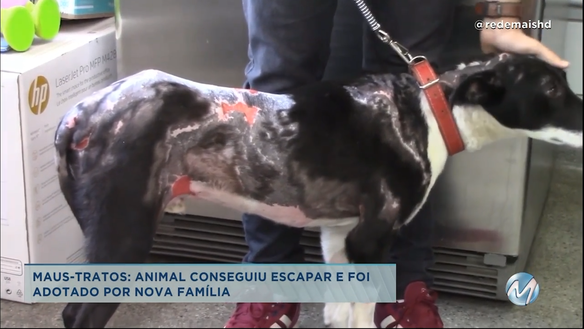 Poços de Caldas: homem é preso suspeito de atear fogo em cachorro