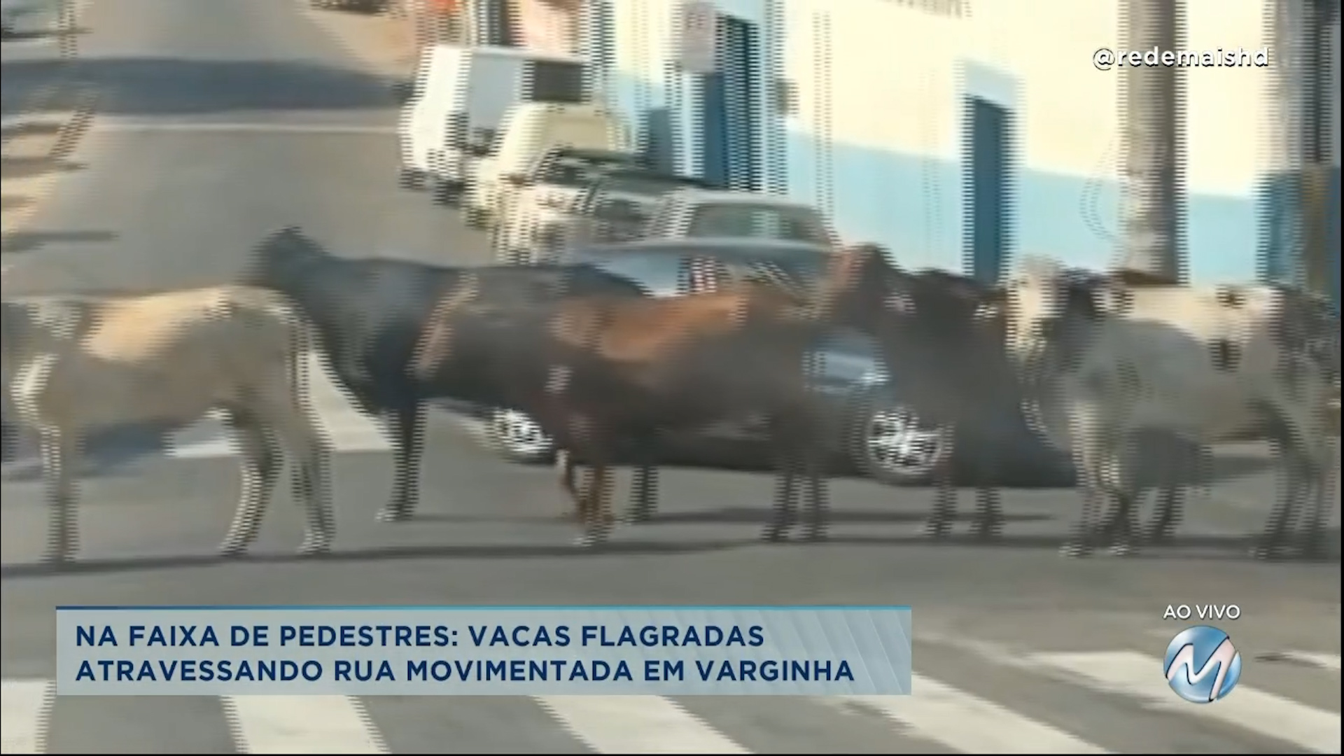 vacas são flagradas atravessando rua movimentada em Varginha