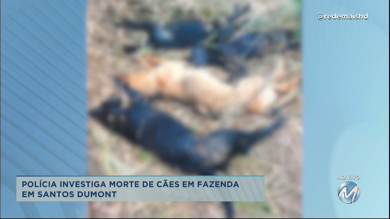 Santos Dumont: polícia investiga morte de cães em fazenda