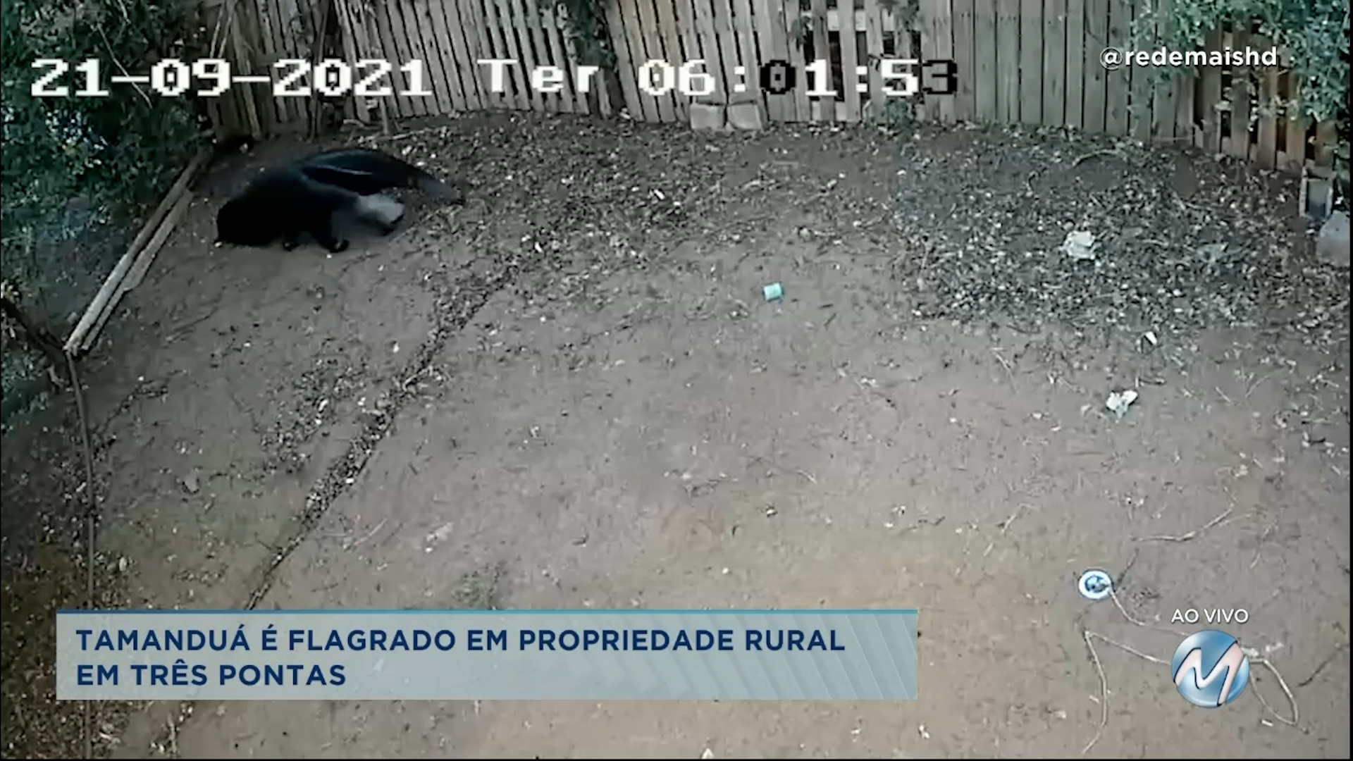 Tamanduá é flagrado em propriedade rural em Três Pontas