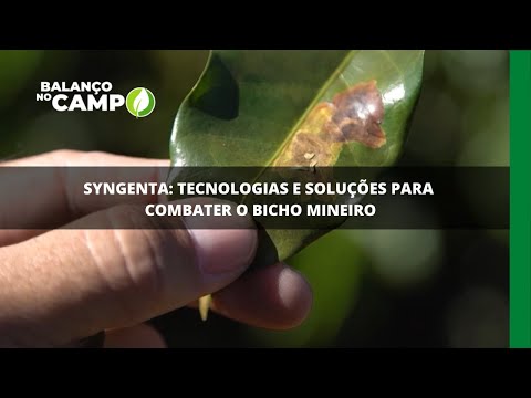 Syngenta: tecnologias e soluções para combater o bicho mineiro