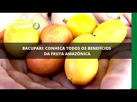 Bacupari: conheça todos os benefícios da fruta amazônica