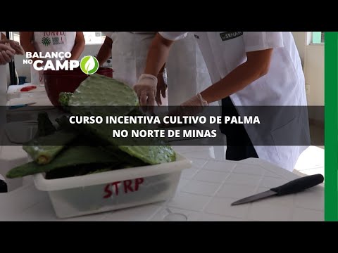 Curso incentiva cultivo de palma no Norte de Minas