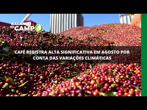 Café registra alta significativa em agosto por conta das variações climáticas