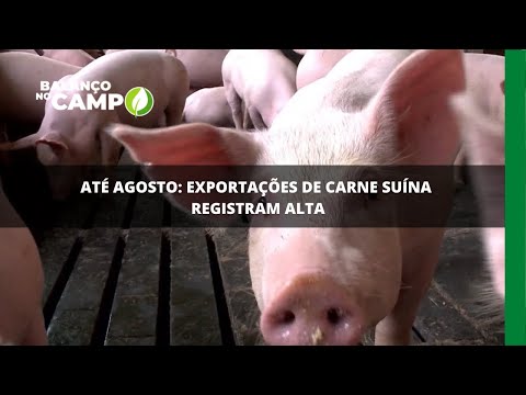 Até agosto: exportações de carne suína registram alta