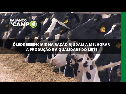 Óleos essenciais na ração ajudam a melhorar a produção e a qualidade do leite