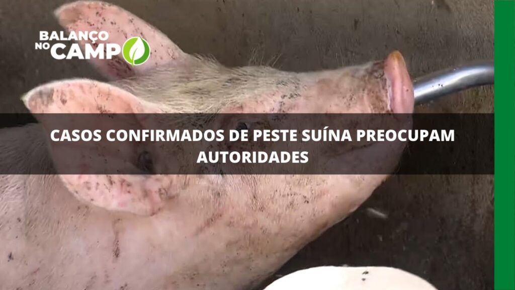 Casos confirmados de peste suína preocupam autoridades