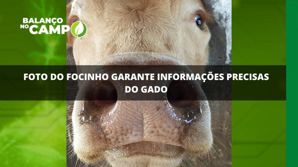 Foto do focinho garante informações precisas do gado