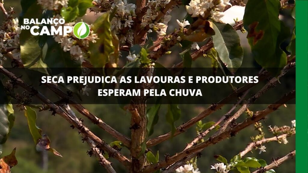 Seca prejudica as lavouras e produtores esperam pela chuva