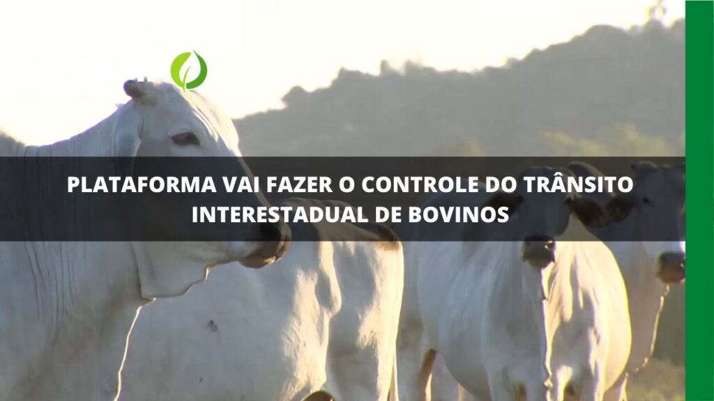 Plataforma vai fazer o controle do trânsito interestadual de bovinos