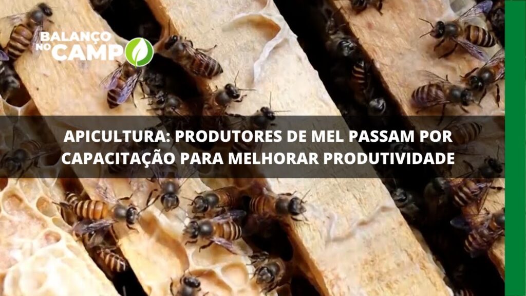 Apicultura: produtores de mel passam por capacitação para melhorar produtividade