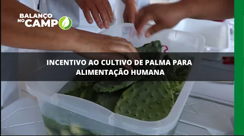 Incentivo ao cultivo de palma para alimentação humana