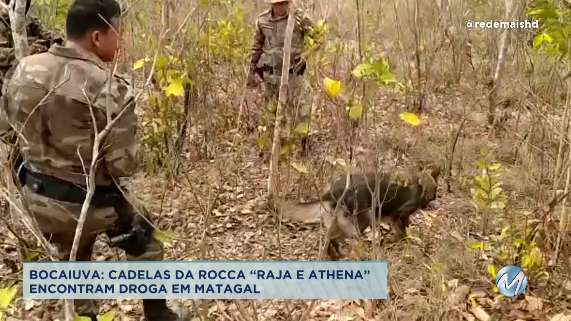 Focinhos em alerta: cães da ROCCA localizam drogas em Bocaiuva
