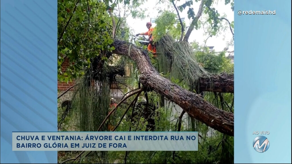 Árvore cai e interdita rua em Juiz de Fora