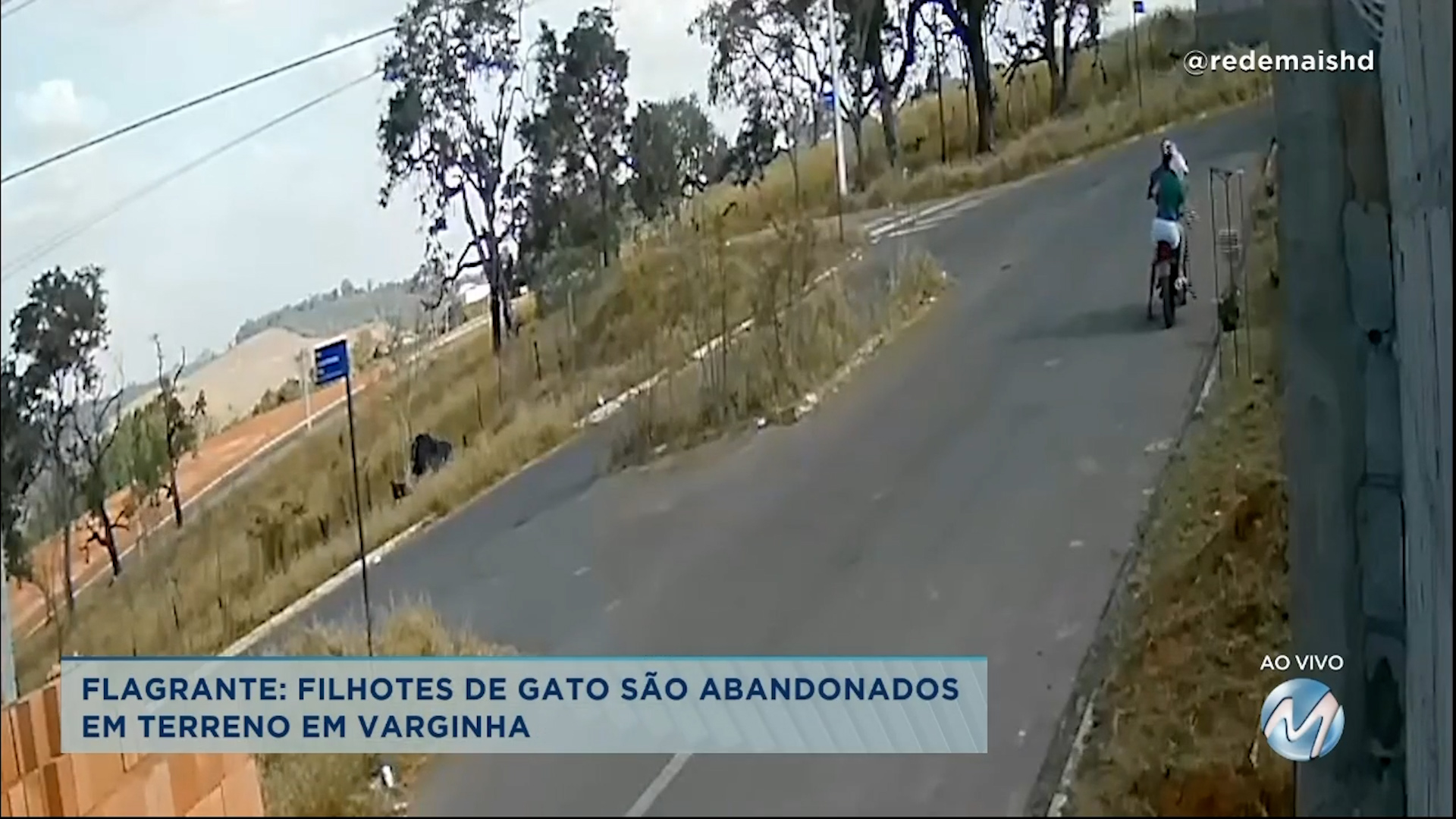 Flagrante: filhotes de gato são abandonados em terreno em Varginha