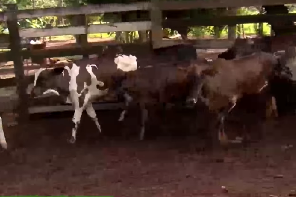 Estoque da segunda dose da vacina contra febre aftosa é baixo.