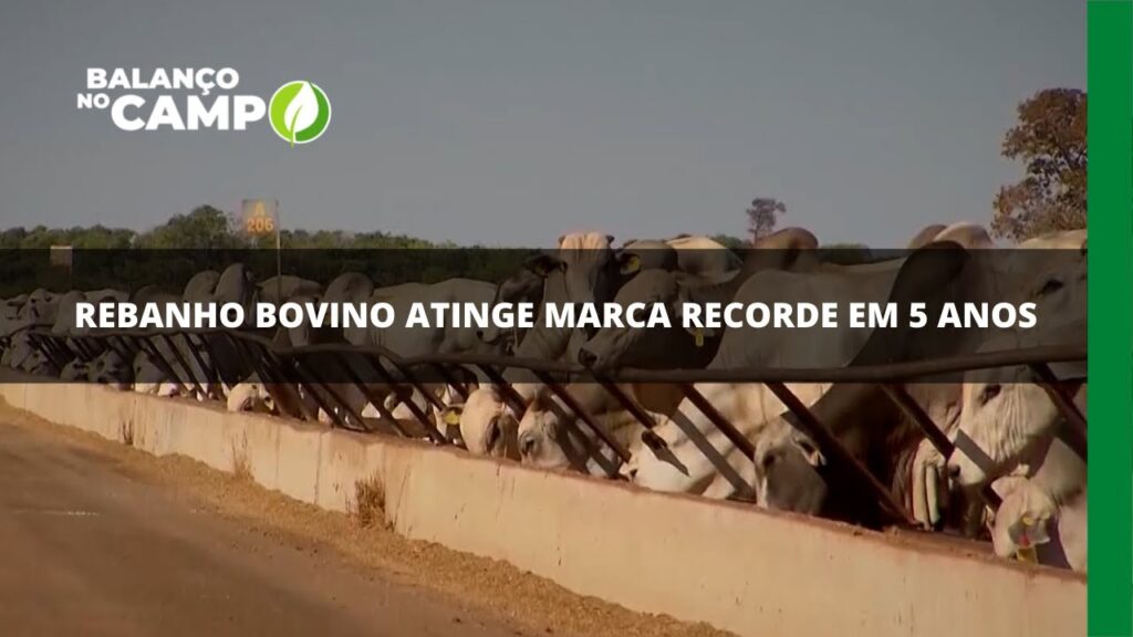 Rebanho bovino atinge marca recorde em 5 anos